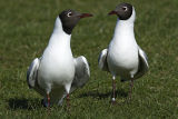 Black-headed Gulls 